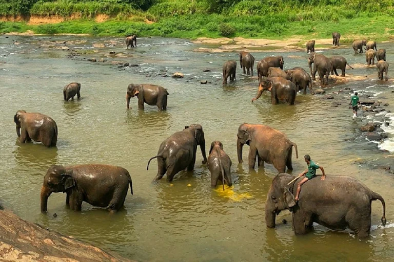 4-Day Hill Country Adventure Sri Lanka — Pinnawala Elephant Orphanage