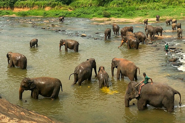 4-Day Hill Country Adventure Sri Lanka — Pinnawala Elephant Orphanage