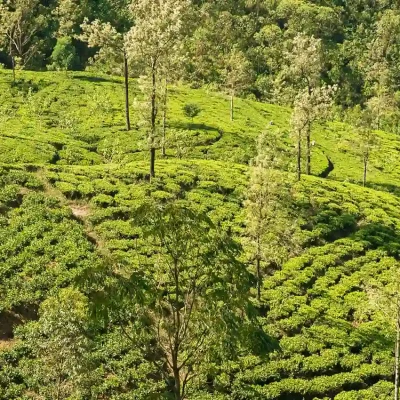 Matale