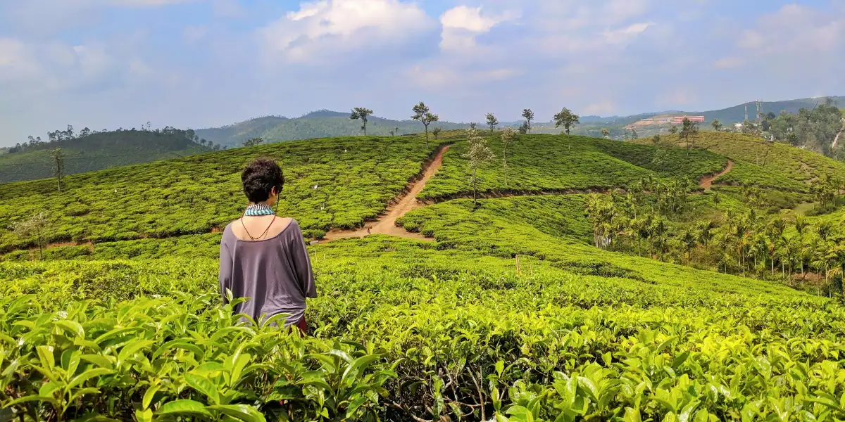 Visitor standing in a green Ceylon tea plantation in the Sri Lanka hill country with rolling hills and blue sky