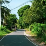 Narrow road lined with palm trees and tropical vegetation in rural Sri Lanka