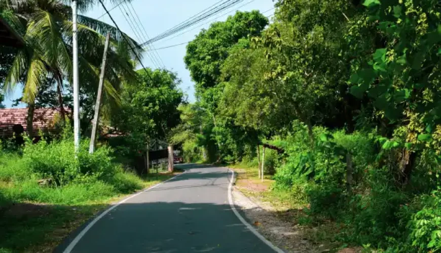 Narrow road lined with palm trees and tropical vegetation in rural Sri Lanka