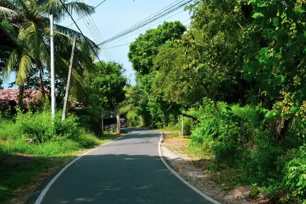 Narrow road lined with palm trees and tropical vegetation in rural Sri Lanka