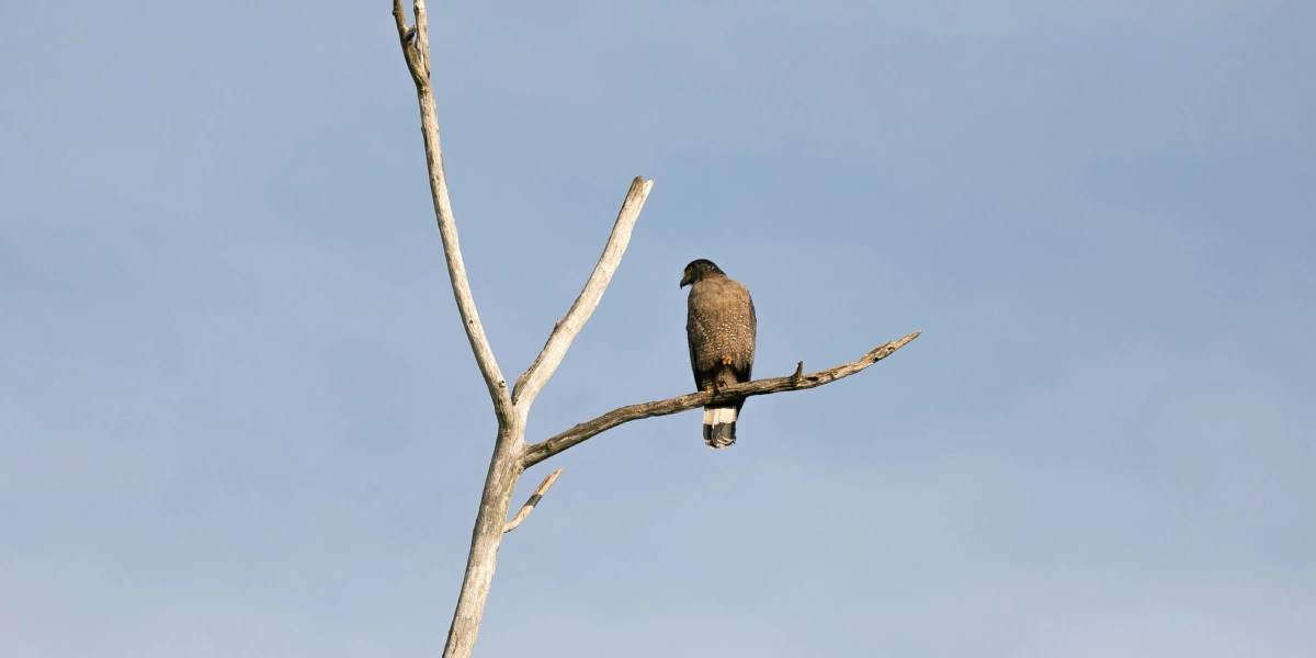 eagle perched on a branch in Sri Lanka tropical forest