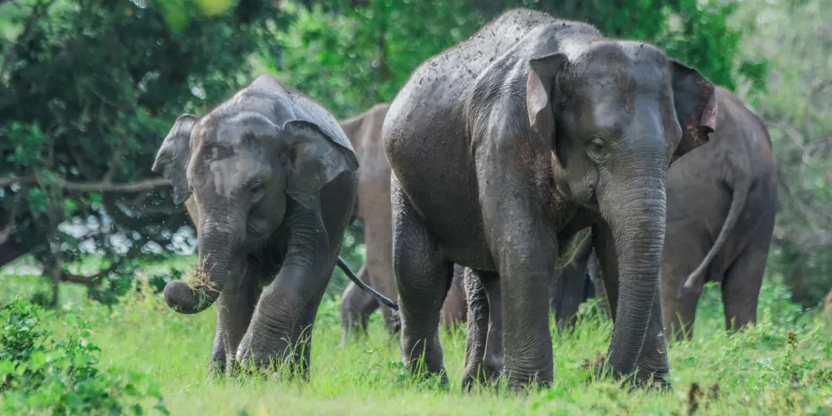 Herd of Sri Lankan elephants gathering near Minneriya reservoir during dry season