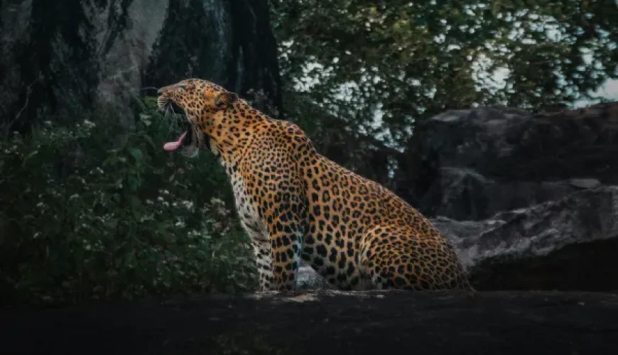 Sri Lanka Wildlife Guide 2026: Leopards, Elephants, Whales and More