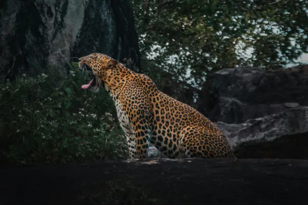 Sri Lanka Wildlife Guide 2026: Leopards, Elephants, Whales and More