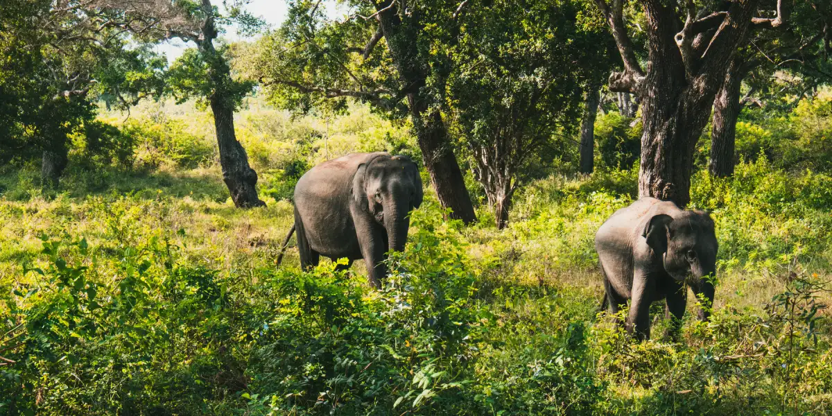 Sri Lankan elephant in dry zone scrubland at Yala National Park southern province