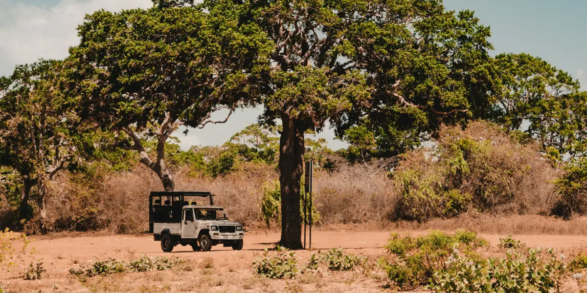 Safari jeep on a dirt track through dry zone scrubland in Yala National Park Sri Lanka